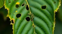 cherry leaf curl diagnosis