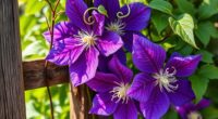 choosing the ideal flowering vine
