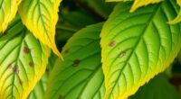 columbine yellow leaf causes