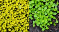 comparing golden moneywort creeping jenny