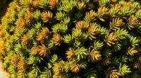 cryptomeria browning causes fixes