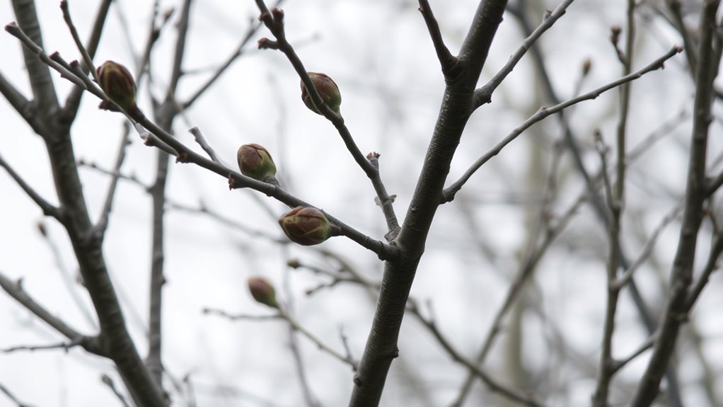 detecting dogwood disease signs