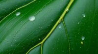 detecting thrips on fiddle leaf fig