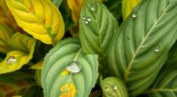 diagnosing plant health changes
