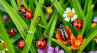 essential beneficial garden insects