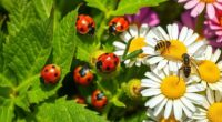essential beneficial garden insects