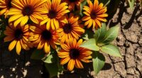 gazania health and maintenance