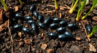 ground beetles control soil pests