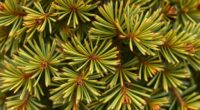 hinoki cypress damage diagnosis