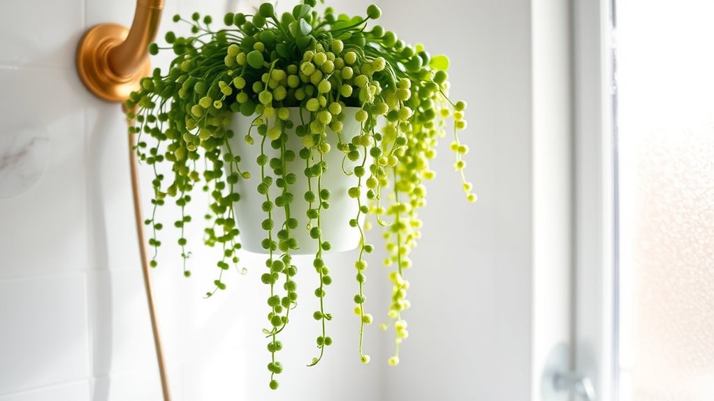 humid friendly succulent propagation tips