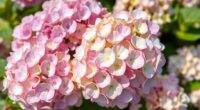 hydrangea blooming duration timeline