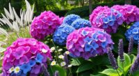 hydrangea companion planting ideas