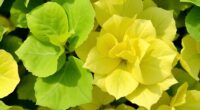 hydrangea leaf yellowing