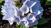 hydrangea wilting revival guide