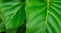 improve humidity and water quality
