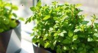 indoor herb whitefly prevention