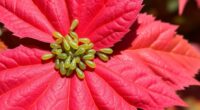 japanese maple aphid control