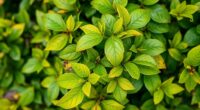 ligustrum leaf loss reasons