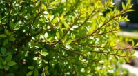 ligustrum pruning rejuvenation