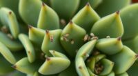 manage indoor mealybugs effectively