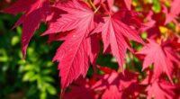maple leaf droop causes