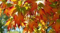 maple leaf scorch issues