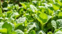 natural pest control solutions