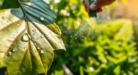 neem oil application methods timing