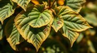 pentas leaf wilt cause