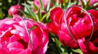 peony support ring guide