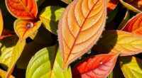 photinia leaf discoloration causes