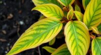 photinia leaf yellowing causes