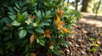 pieris health soil light pathogens