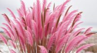 pink muhly grass browning