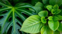 plant comparison monstera vs rhaphidophora