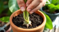 plant cut plant succeed