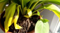plant health diagnosis guide