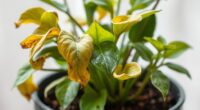 plant health diagnosis guide