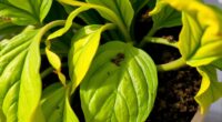 plant health diagnosis guide