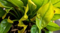 plant health diagnosis tips