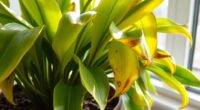 plant health diagnostic guide