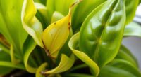 plant health diagnostic tips