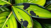 plumeria leaf discoloration issues