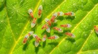 predatory mites control spider mites