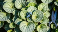 prune brunnera jack frost