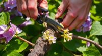 prune hydrangea for blooms