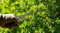 pruning for airflow disease