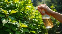 safe neem oil application