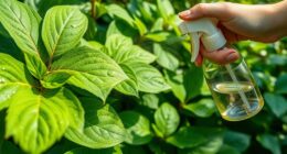 safely applying neem oil