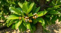 sapodilla fruit development issues